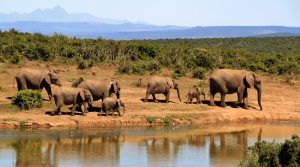 Elephants in Safari